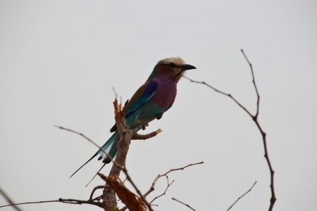 lilac-breasted roller Hwange