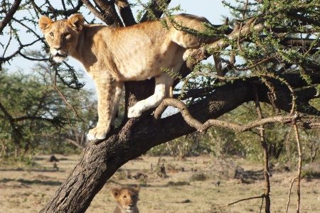 lion cub up a tree