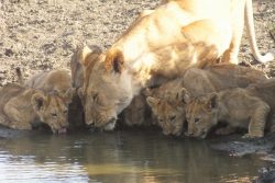Safari Club - lioness and cubs drinking