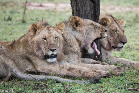 Safari Club - Lions of the Serengeti
