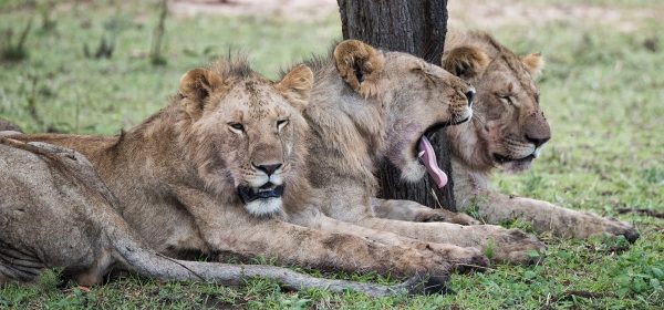 Safari Club - Lions of the Serengeti