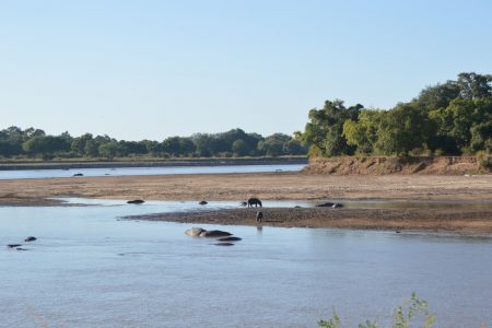 Luangwa River scene