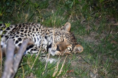 Maasai Mara leopard resting