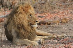 Safari Club - Male lion Timbavati