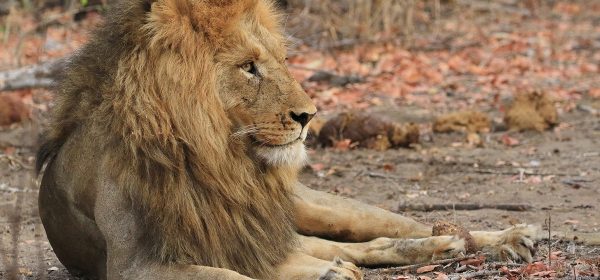 Safari Club - Male lion Timbavati