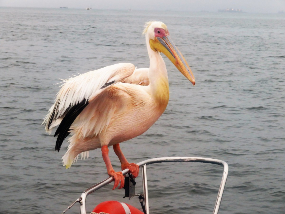 Pelican on Skeleton Coast