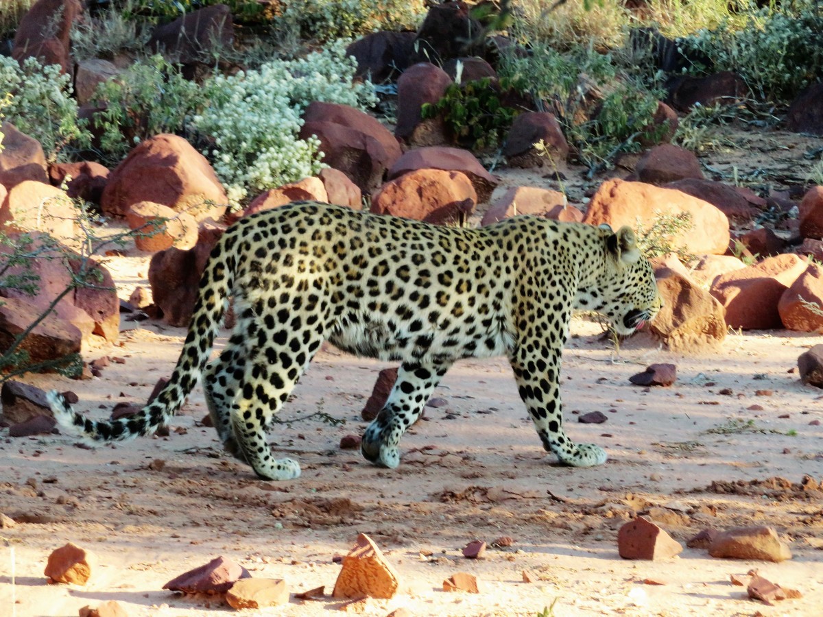 Leopard Okonjima