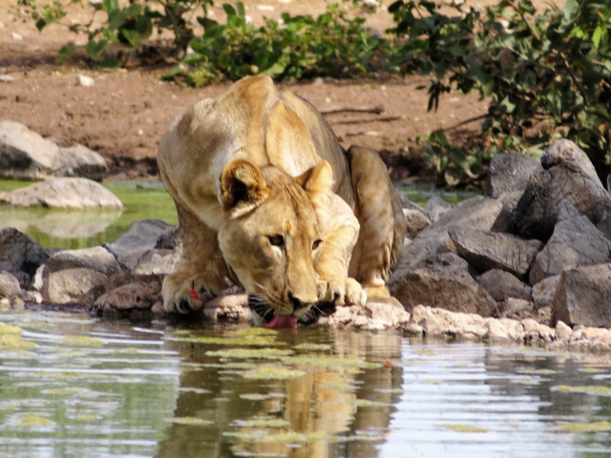 Lion drinking in Ongava