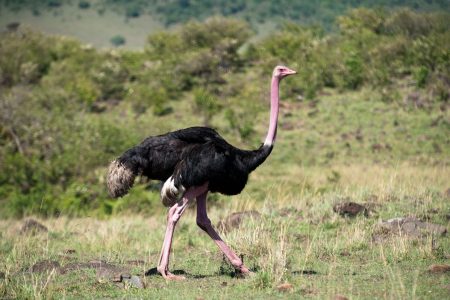 Ostrich in the Maasai Mara