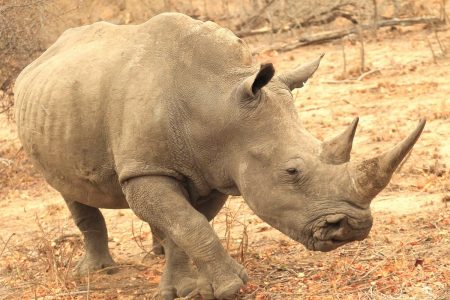 Rhino leaving Timbavati