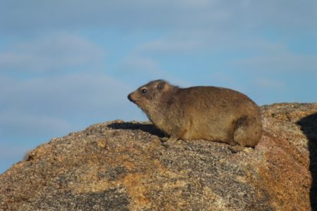 Rock hyrax Namibia