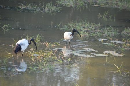 Sacred ibis South Luangwa