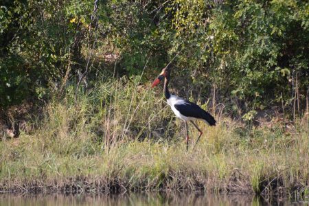 Saddle-bill stork Lower Zambezi