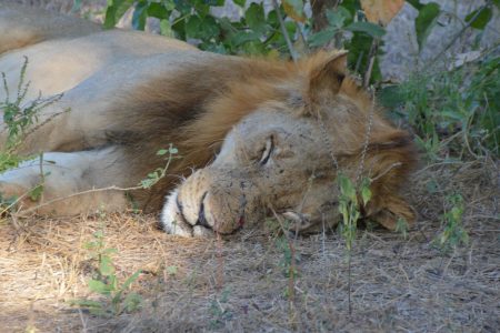 Sleeping lion Lower Zambezi