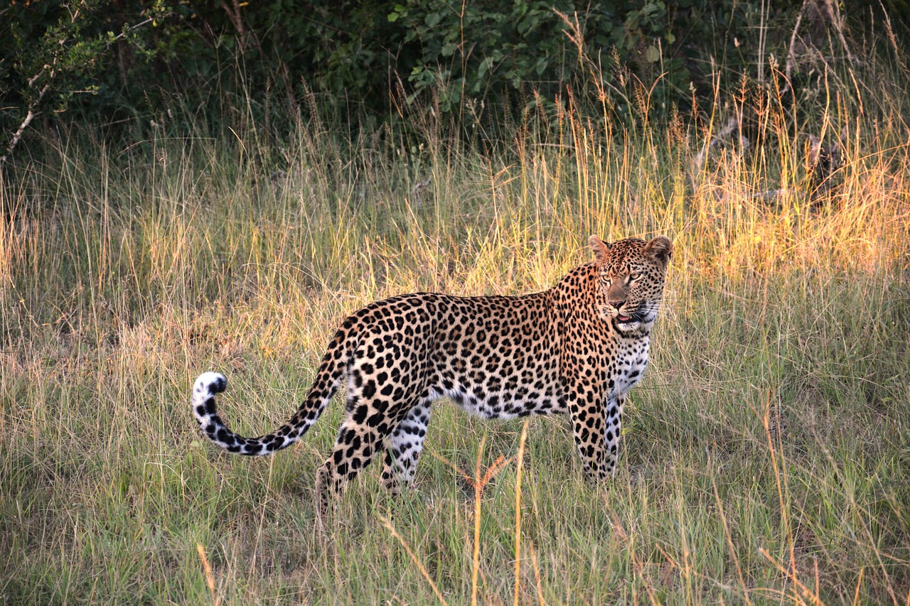 South Africa leopard Safari Club