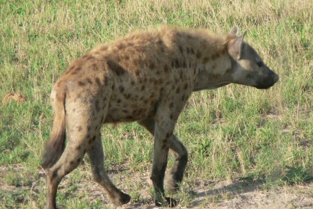 Spotted Hyena in Kwando