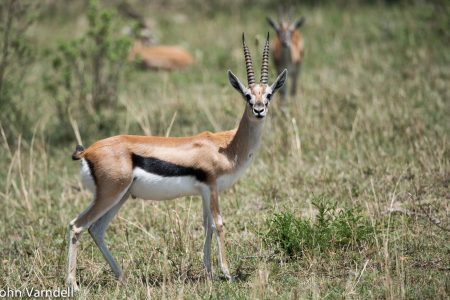 Thompson’s Gazelle in Serengeti