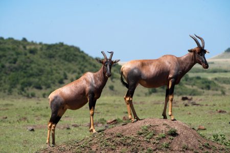 Topi in the Maasai Mara
