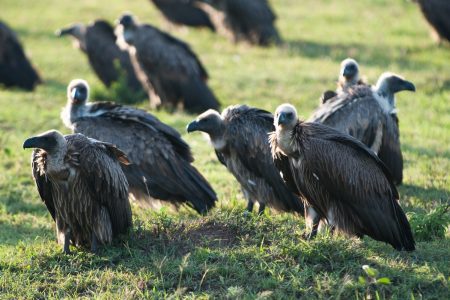 Vultures in the Maasai Mara
