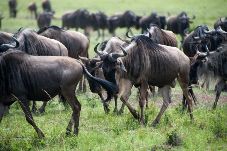 Wildebeest in the Maasai Mara