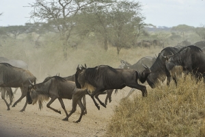 Safari Club - wildebeests