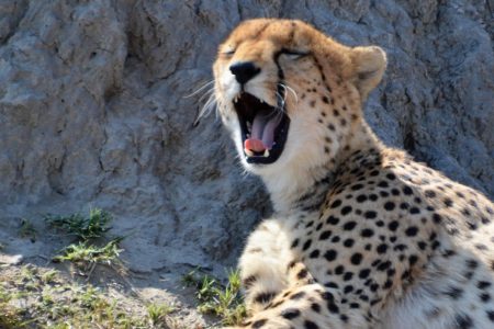 Yawning cheetah Savuti