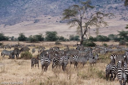 Zebra herd in Ngorongoro Crater