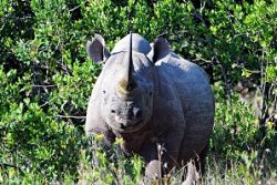 Safari Club Region - Kenya Laikipia Black Rhino
