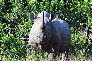 Safari Club - Kenya Laikipia Black Rhino