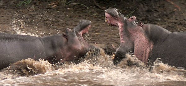 Safari Club - Hippopotamus battle