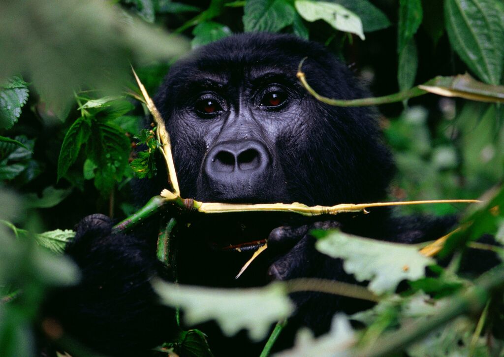 Safari Club - Gorilla Eating Uganda