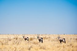 Safari Club Region - Botswana Kalahari Oryx