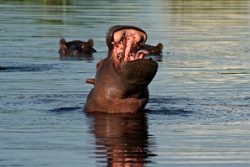 Safari Club Region - Botswana Linyanti Hippo