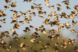 Safari Club - Botswana Tuli red-billed queleas