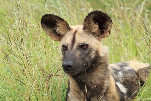 Safari Club - Kruger South Africa Wild Dog