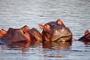 Safari Club - Malawi Liwonde Hippo