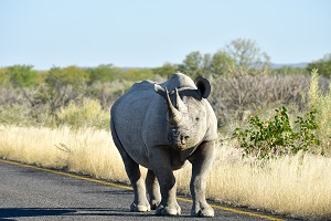 Safari Club - Namibia Etosha White Rhino