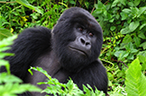 Safari Club - Rwanda gorilla