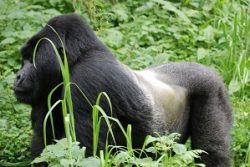 Safari Club Region - Rwanda Silver-back Gorilla