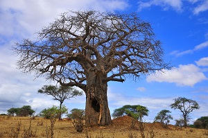 Safari Club - Tanzania Katavi Boabab