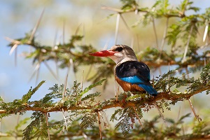 Safari Club - Tanzania Lake Manyara Grey-Headed Kingfisher