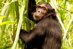Safari Club Region - Tanzania Mahale Mountains Chimpanzee