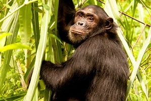 Safari Club - Tanzania Mahale Mountains Chimpanzee