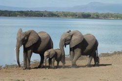Safari Club Region - Tanzania Selous Elephants