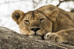 Safari Club - Tanzania Serenegeti Lioness