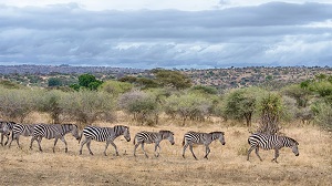 Safari Club - Tanzania Tarangire Zebra