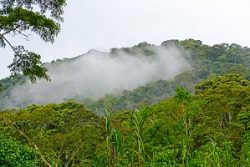 Safari Club Region - Uganda Bwindi Impenetrable Forest