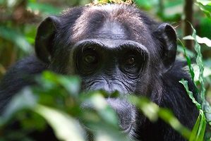 Safari Club - Uganda Kibale Chimpanzee