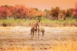 Safari Club Region - Zambia Kafue Giraffe