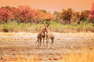 Safari Club - Zambia Kafue Giraffe